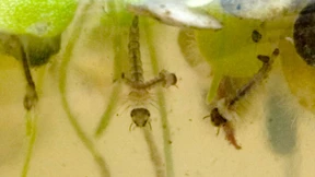 Taugenichts mag Regen und tropische Wärme