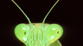 Gottesanbeterin gesucht