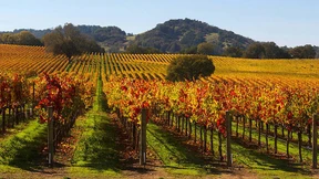 Macht Wein, nicht Krieg!