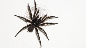 Giftige Vielfalt entdeckt