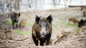 Deutsche Jäger schießen viel mehr Wildschweine