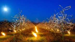 Eisheilige, nur ein Mythos