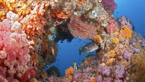 Die Regenwälder der Meere