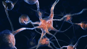 KI-Chips besser dank menschlicher Neuronen