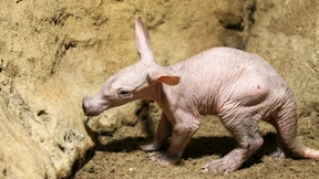 Begeisterung über Erdferkel-Nachwuchs