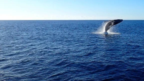 Meeressäuger genießen Rückgang der Schifffahrt