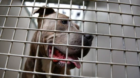 Bissige Hunde und widerständige Bürger