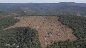 Zerstörung des atlantischen Regenwaldes nimmt zu