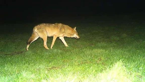 Wie ein Wolf Hesse wird