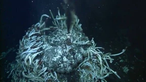 Ein eigenes Mikroben-Reich