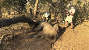 Rätsel um massenhaftes Elefantensterben