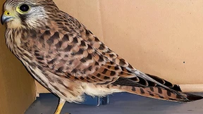 Turmfalke fliegt mit Mausefalle am Bein der Polizei zu