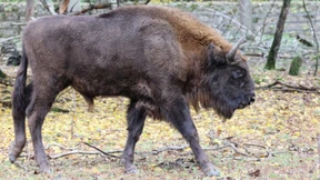 Auf Rettungsmission für seine Art