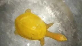 Gelbe Schildkröte in Indien entdeckt