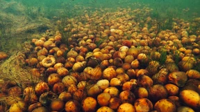 Pflaumenernte auf dem Seeboden