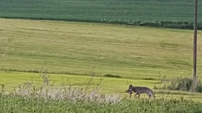 Wolf in Mittelhessen gesichtet