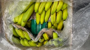 Halbe Tonne Kokain zwischen Bananen geschmuggelt