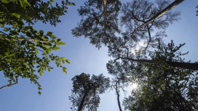 Sorge um den Stadtwald