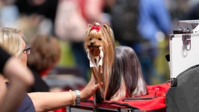 So profitieren Sie vom Heimtiermarkt