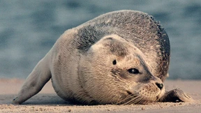 Auf der Sandbank wird es eng