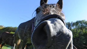 Ein Schnellkurs in Sachen Pferde-Mimik