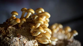 Wie erleben Lieferanten die Pandemie?