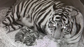 Zwei gesunde Tigerbabys im Frankfurter Zoo geboren