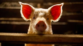 Säugetiere nehmen im Notfall Sauerstoff über Darm auf