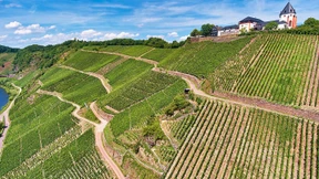 Baldriantee tut auch Trauben gut