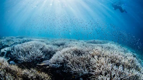 Fünfte Massenbleiche innerhalb von acht Jahren
