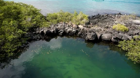 So funktioniert der Tausch von Schulden gegen Naturschutz