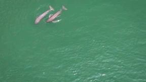 Bedrohte Glattschweinswale im Jangtse-Fluss gesichtet