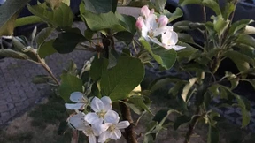 Weiße Blüten statt brauner Blätter