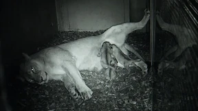 Drei neue Löwenbabys für eine bedrohte Art