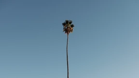 Was wäre Los Angeles ohne Palmen?