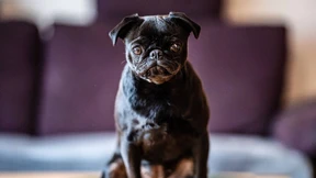 Streitgegenstand Mops