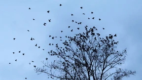 Panik zum Jahreswechsel 