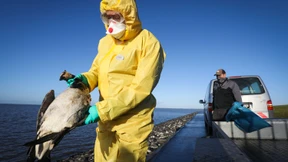 „Dieser Vogelgrippeausbruch ist ohne Beispiel“