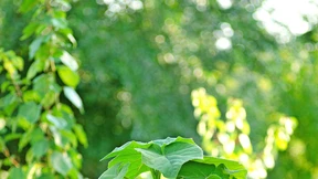 Blauglockenbäume für das Mainufer