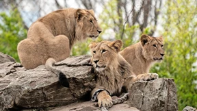 Asiatischer Löwe nach Nürnberg umgezogen