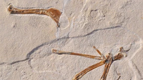 Archaeopteryx hat einen Cousin