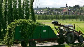 Hopfenbauern erwarten schlechte Ernte 