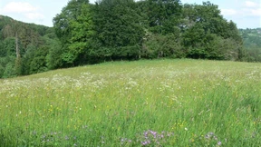 Wahrlich eine Augen-Weide