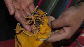 Das Viagra des Himalaja