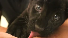 Schwarzes Jaguar-Baby geboren
