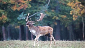 Fast 2000 invasive Arten in Deutschland heimisch geworden