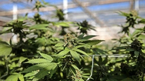 Auf den Höhenflug folgt der kalte Entzug