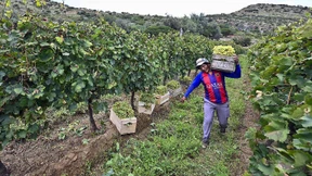 Bolivianischer Wein aus 2000 Meter Höhe