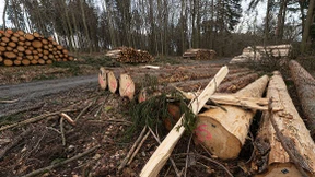 Fingerzeig der Natur