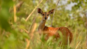 Auf Großwildleinwand 